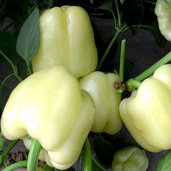 Capsicum White, Bell Pepper Ivory White Vegetable Seeds